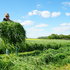 Koszenie trawy BARENBRUG  - Siew bezorkowy po kukurydzy