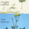 Buttercup (Ranunculus sp.)