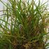 Browntop (Agrostis capillaris)