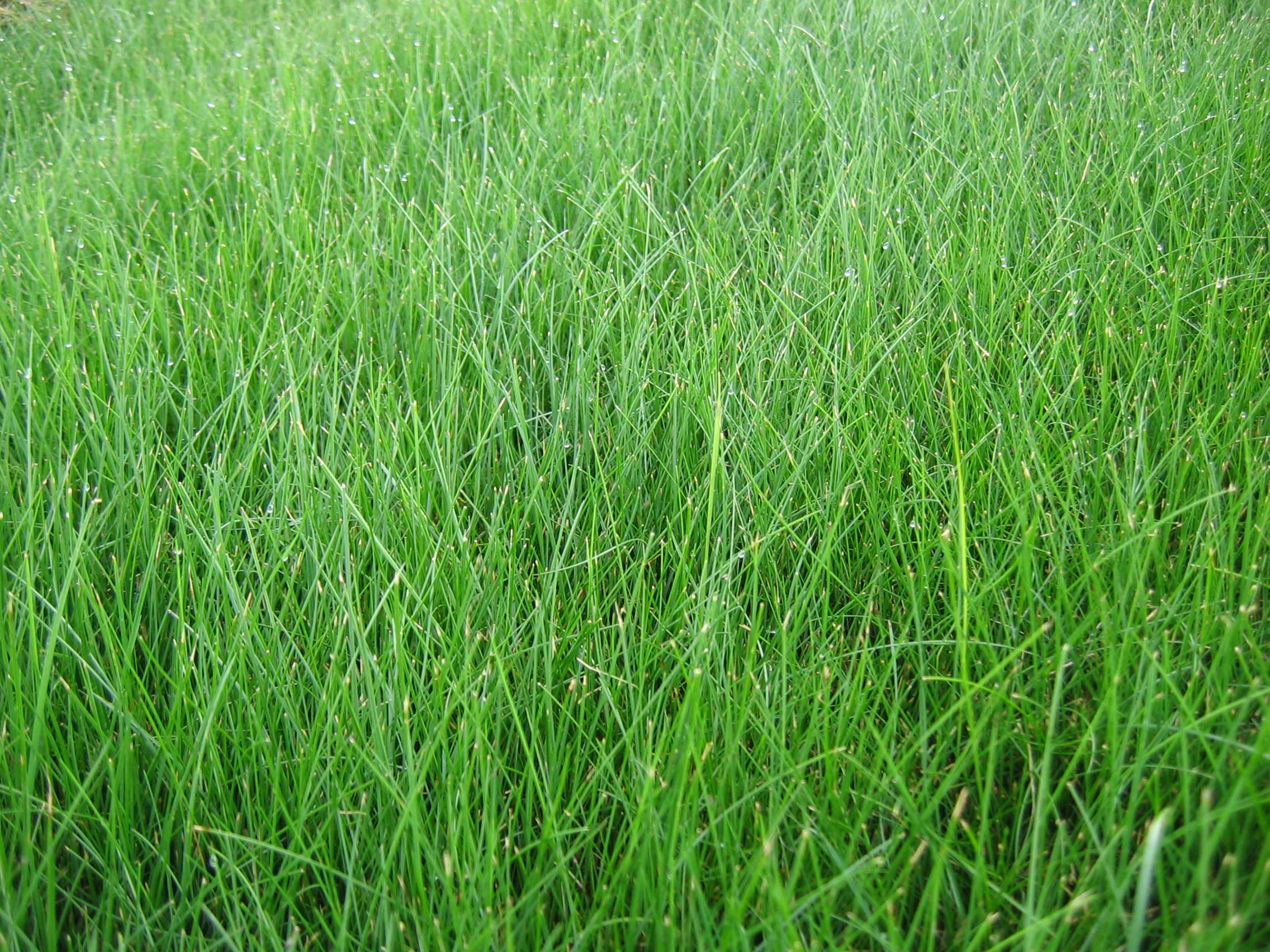 Fine fescue grass new arrivals