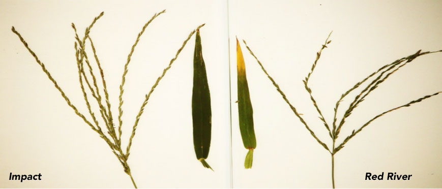 Crabgrass seed deals