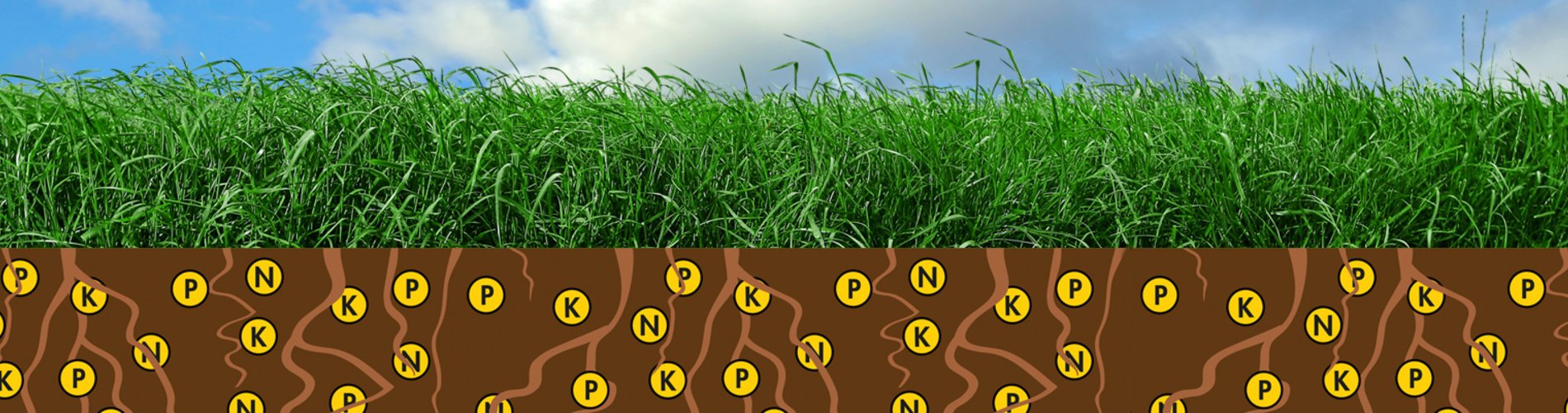 NutriFibre_breng fosfaat boven de grond_2!
						