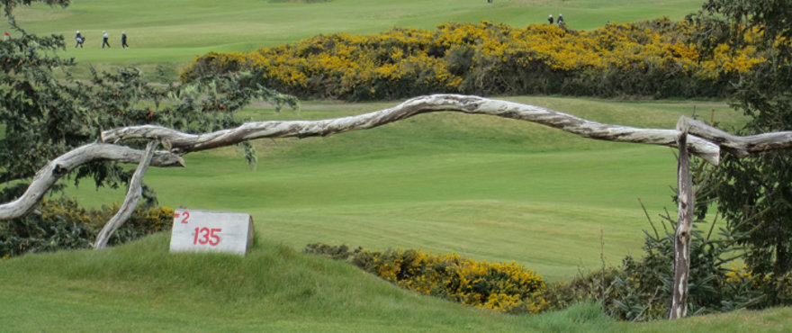 Dunes Fescue Mix For Golf Courses Barenbrug Usa