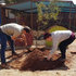 Staff plant indigenous trees - South Africa
