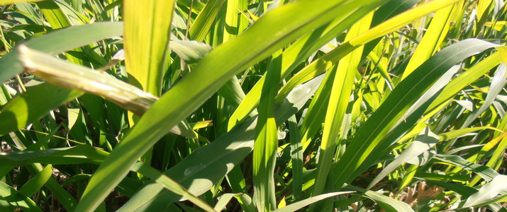 Brachiaria humidicola shop