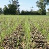 The ABCs of new perennial pasture – think ‘crop’, not ‘grass’