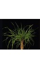 LoliumHybridum