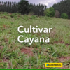 Cultivar Cayana: Conheça o cultivar que apresenta excelentes níveis de digestibilidade, com valores que chegaram a 80%