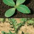 Californian thistle (Cirsium arvense)