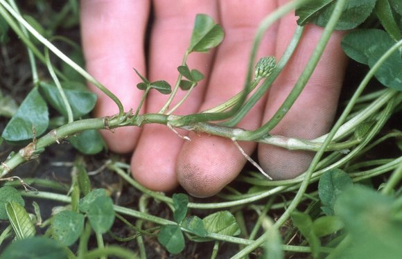 Stoloniferous white clover is part of the recipe for success.