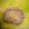 Ramularia leaf spot & Beet mosaic virus