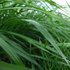 Łąka po letniej suszy - mieszanka traw B&G 7 Milkway Water NutriFibre"