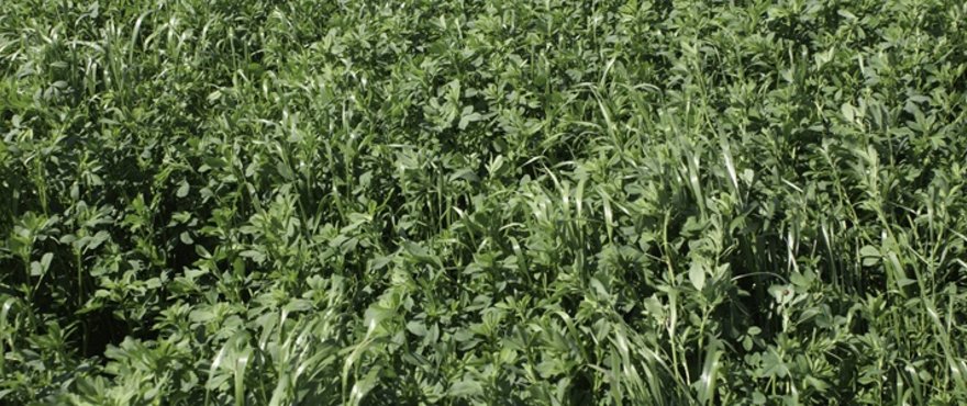 GS_Lucerne_Grass