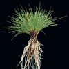 Barenbrug Grass and Clover Varieties
