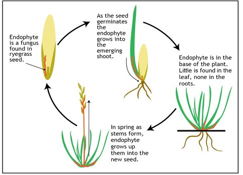 Ryegrass endophyte