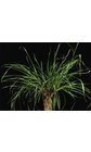 LoliumMultiflorum