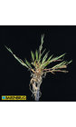 Agrostis stolonifera