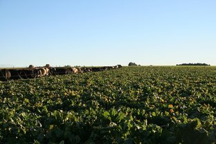 cows grazing fodder beet