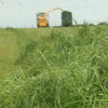 Uplift in farmers buying grass seed this autumn