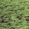 Herstel grasland na muizen- of droogteschade