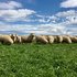 Growing more grass in spring would transform sheep systems