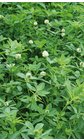Trifolium alexandrinum
