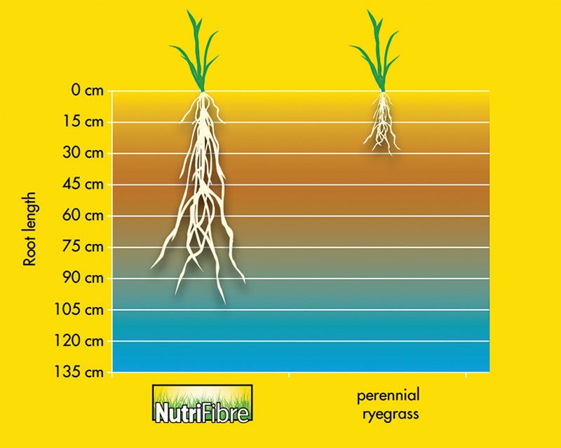 NutriFibre%20Fig%202_web.jpg