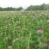 Focus on ‘home-grown’ sparks surge in red clover
