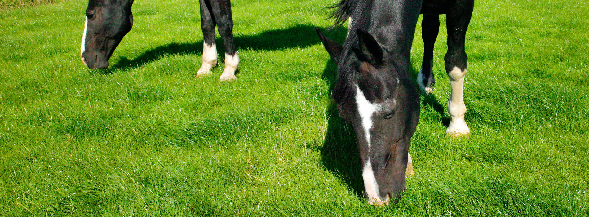 Grass For Horse Pasture
