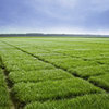 GreenSpirit-græssorter testet og gennemprøvet i Danmark