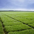 GreenSpirit-græssorter testet og gennemprøvet i Danmark