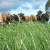 Pasture research for N mitigation