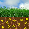 NutriFibre breng bodemfosfaat boven de grond