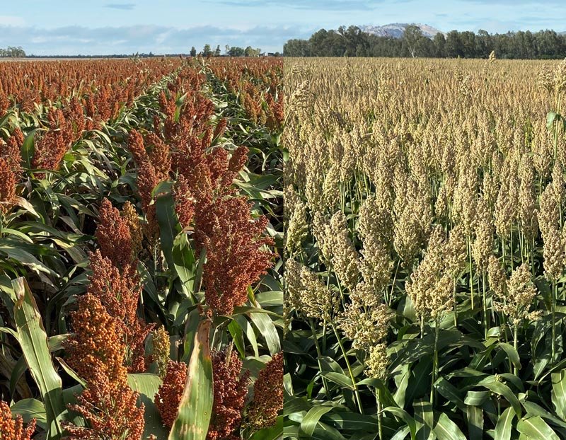 Grain Sorghum