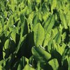 Checklist for growing a great crop