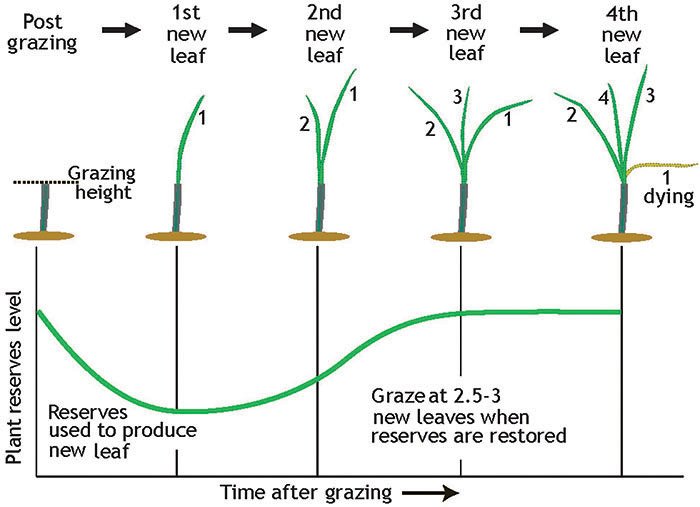 BarTech_2020_March_TillerGrowth.jpg