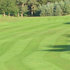 Using ryegrasses on a golf course