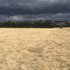 Putting sheep & beef pastures to the dryland test