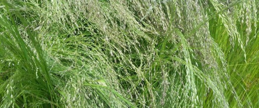 Barenbrug Annual Summer Grasses
