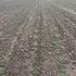 Barenbrug International Alfalfa Production Update September 2017
