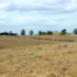 Dry pastures need TLC to recover when rain comes