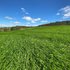 Sow right – how to make new pastures feel right at home