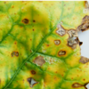 Alternaria/stemphylium & Bacterial leaf blight