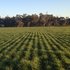 New more persistent high yielding tall fescue