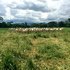 Fertilidade do solo: a base para ganhos em produtividade na pecuária