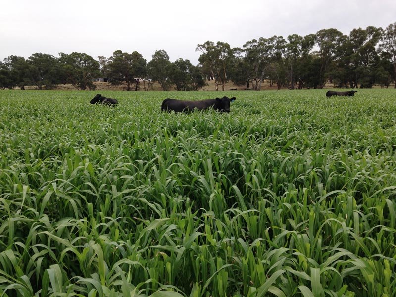 Nudan Forage Sorghum