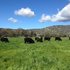 Australia: Options for quick feed this Winter