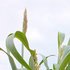Comment produire un maïs sain et appétant ?
