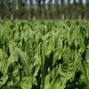 When is the right time to sow chicory?