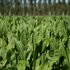 When is the right time to sow chicory?